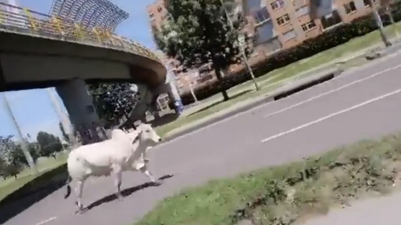 Res suelta en Bogotá