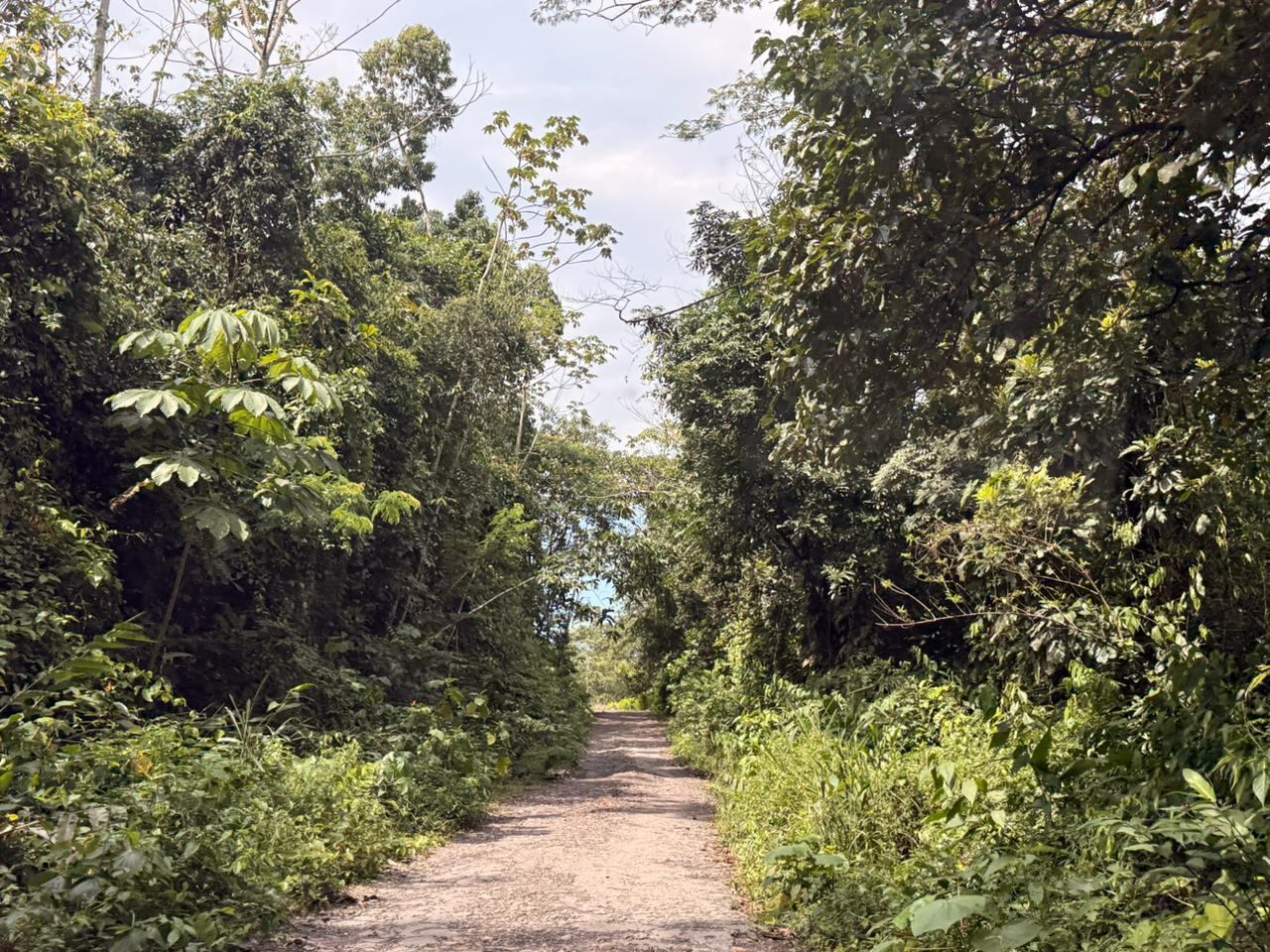 La carretera en el Catatumbo luce desolada. Casi nunca se encuentra al Ejército, sí a las Farc y el ELN.