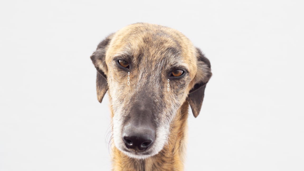 ¿Por qué los perros lloran o suspiran?