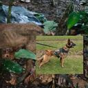 El proceso de identificación se adelanta por parte de las Fuerzas Militares