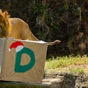 Los animales buscaron los regalos dentro de las cajas.