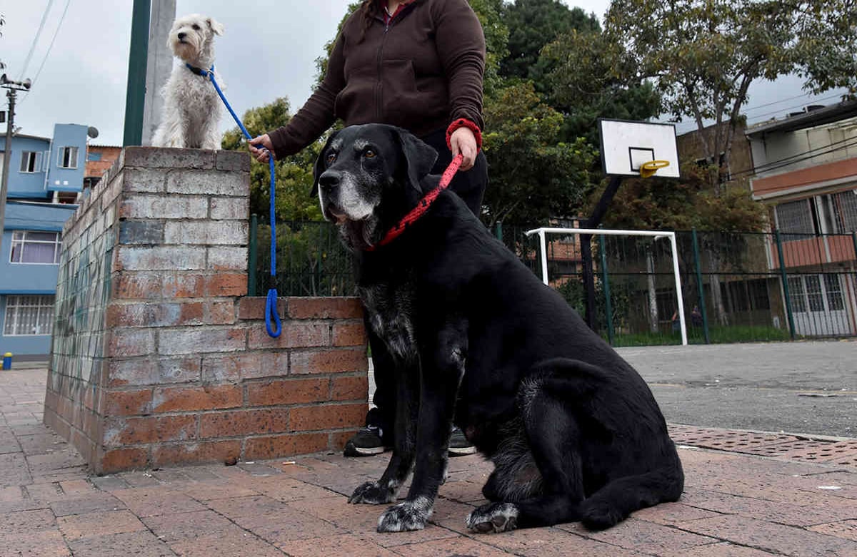 Soy Luna y tengo seis meses. Mi amo, Juan Daniel Ruíz, está todo el tiempo conmigo y eso me hace muy feliz. Salimos tres veces al día y él está pendiente de mí. Me limpia con pañitos cuando me ensucio. Alexandra Ruíz-SEMANA