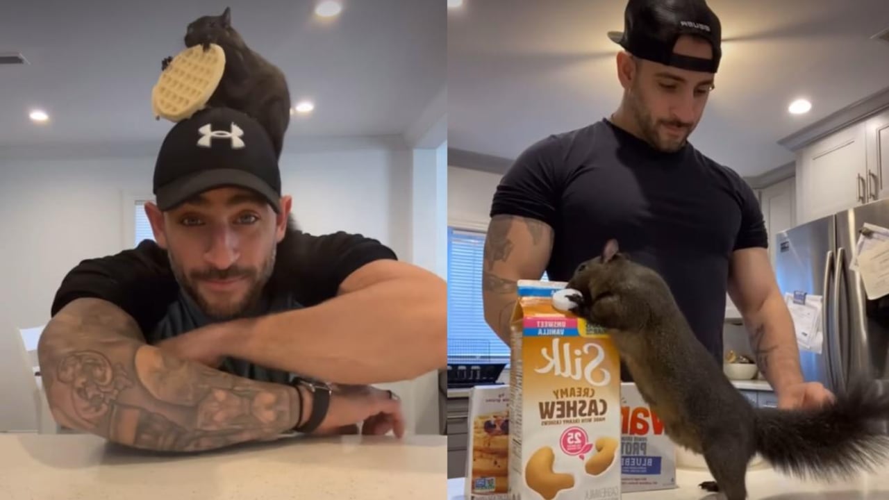 Peanut fue sometida a este drástico procedimiento junto a Fred, un mapache, luego de que se realizaran pruebas de rabia en ambos animales.