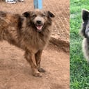La dura historia de Yogui, el perro que pasó cuatro años encadenado.