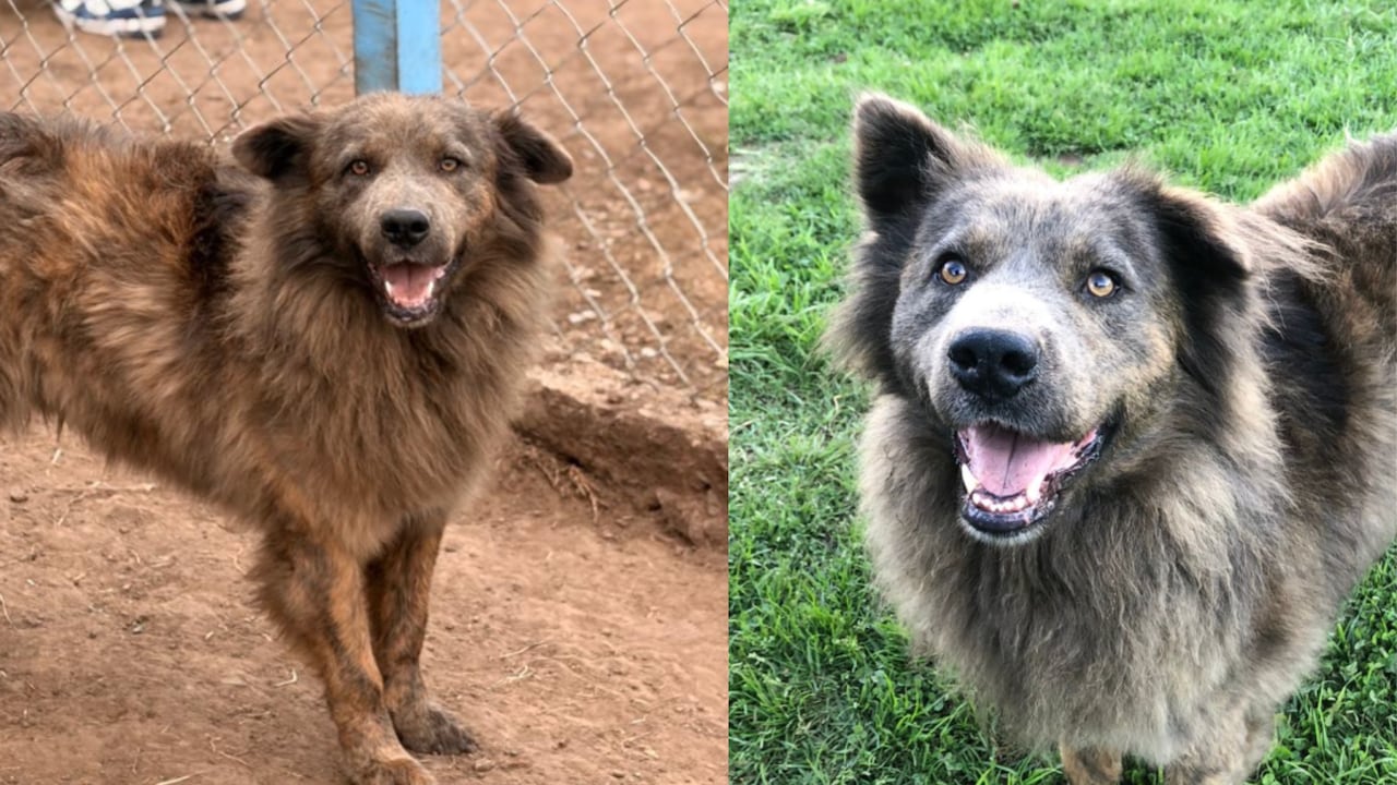La dura historia de Yogui, el perro que pasó cuatro años encadenado.