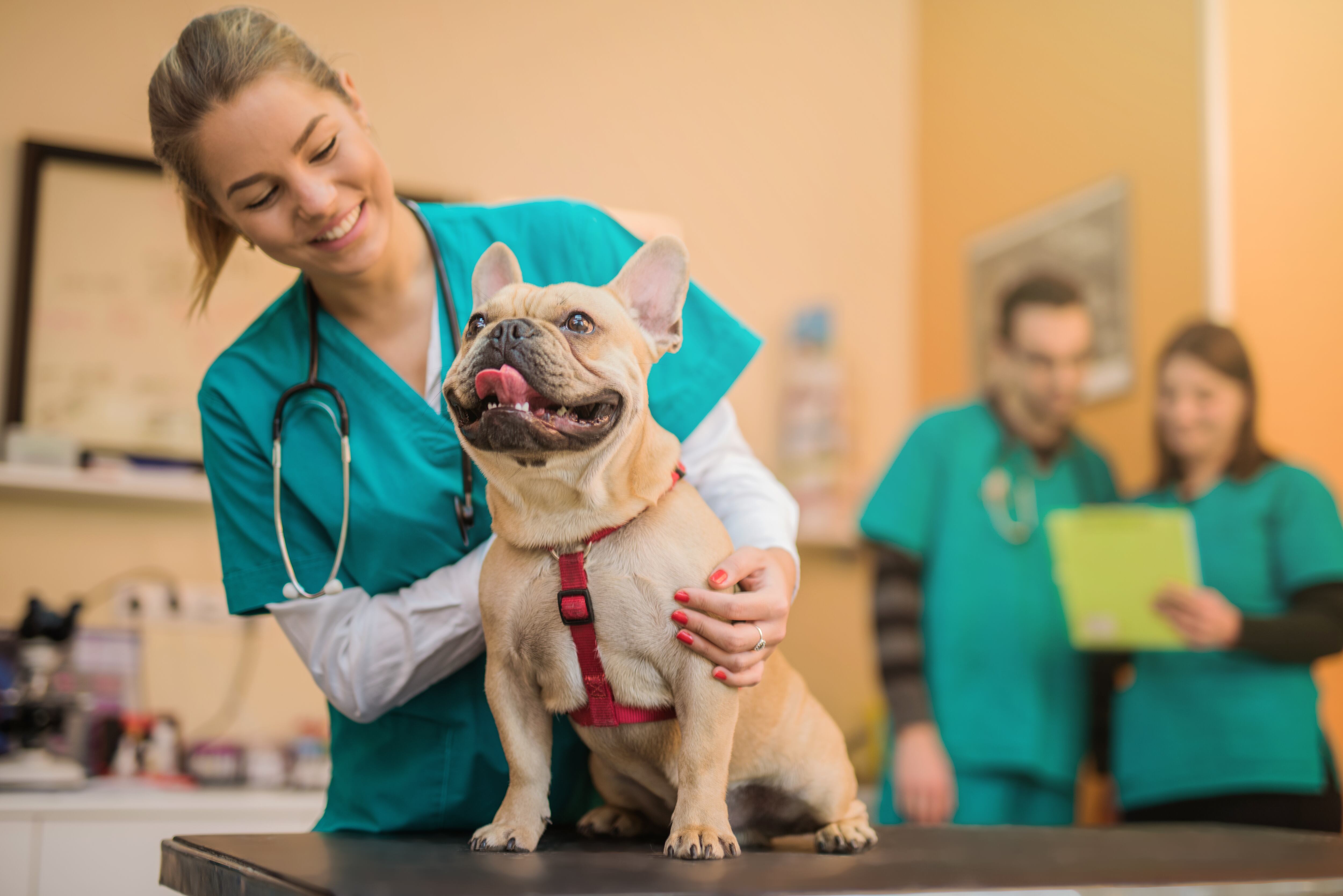 Perro Bulldog francés joven en la visita al veterinario. Perro en veterinario.