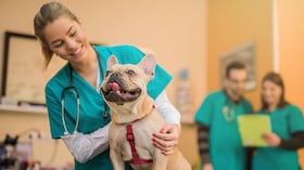 Perro Bulldog francés joven en la visita al veterinario. Perro en veterinario.