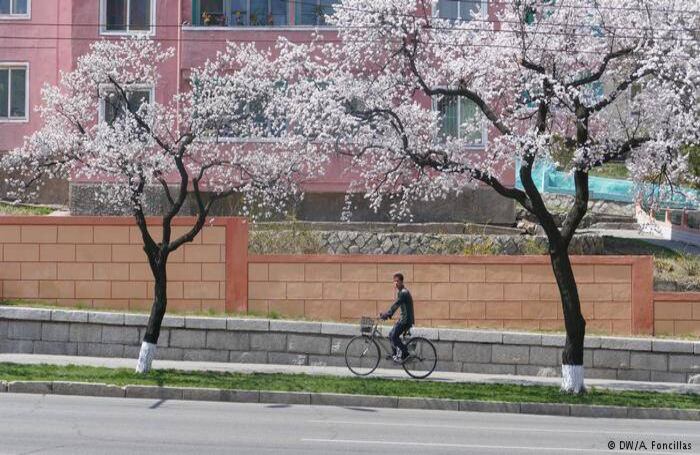 Los edificios en Pyongyang están pintados de vivos colores que dan un aire único y alegre a la ciudad. La sakura o floración de cerezos que conocemos gracias a Japón contribuye a la variedad cromática. El número creciente de coches en calles que años atrás estaban vacías convive con la clásica bicicleta. Foto: DW