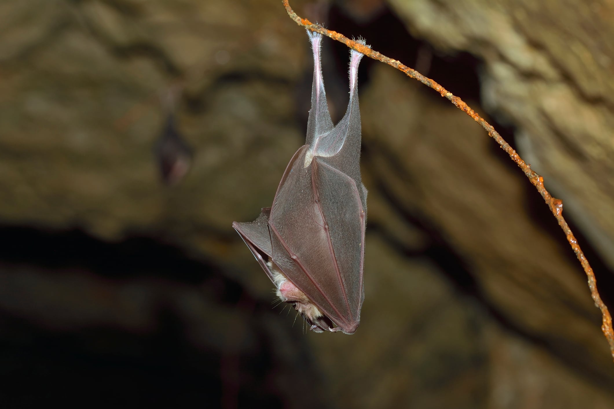 Murciélago de herradura menor, Rhinolophus hipposideros, en el hábitat de la cueva natural