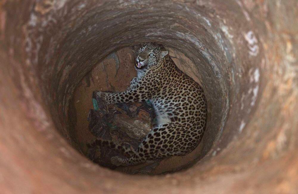 Una hembra leopardo madura observa desde dentro de un pozo profundo que cayó cerca de una zona residencial en una colina en las afueras de Gauhati, India,. Funcionarios veterinarios y forestales la tranquilizaron y rescataron para  enviarlo al parque zoológico estatal en Gauhati. (AP Photo / Anupam Nath)