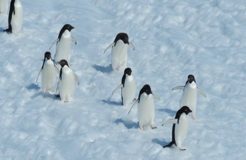En varano los pingüinos suelen anidar en la Antártida, lugar donde también cambia de plumaje. Oscar Ramos y Takekuma Sou/ Unisalle.