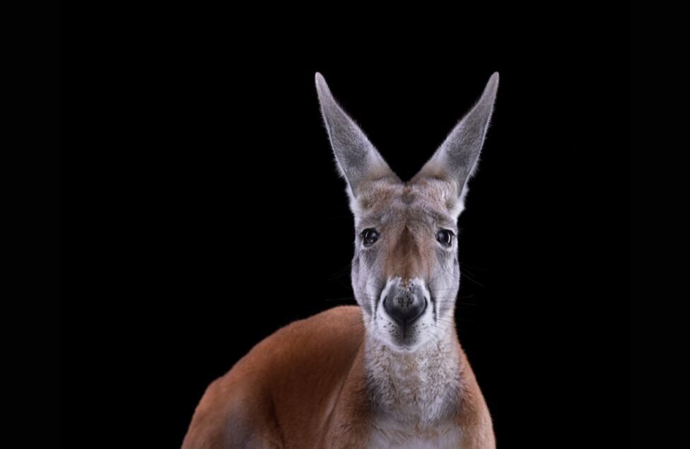 Después de exponer en Londres, Wilson llevará sus fotografías a París, donde podrán ser vistas a partir de diciembre.
