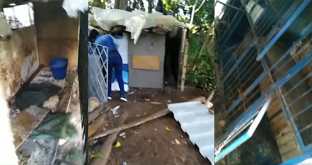 El lugar donde fue hallado el cachorro Dante carecía de cualquier medida de higiene o cuidado. 15 perros fueron encontrados hacinados dentro de jaulas sucias y llenas de heces.