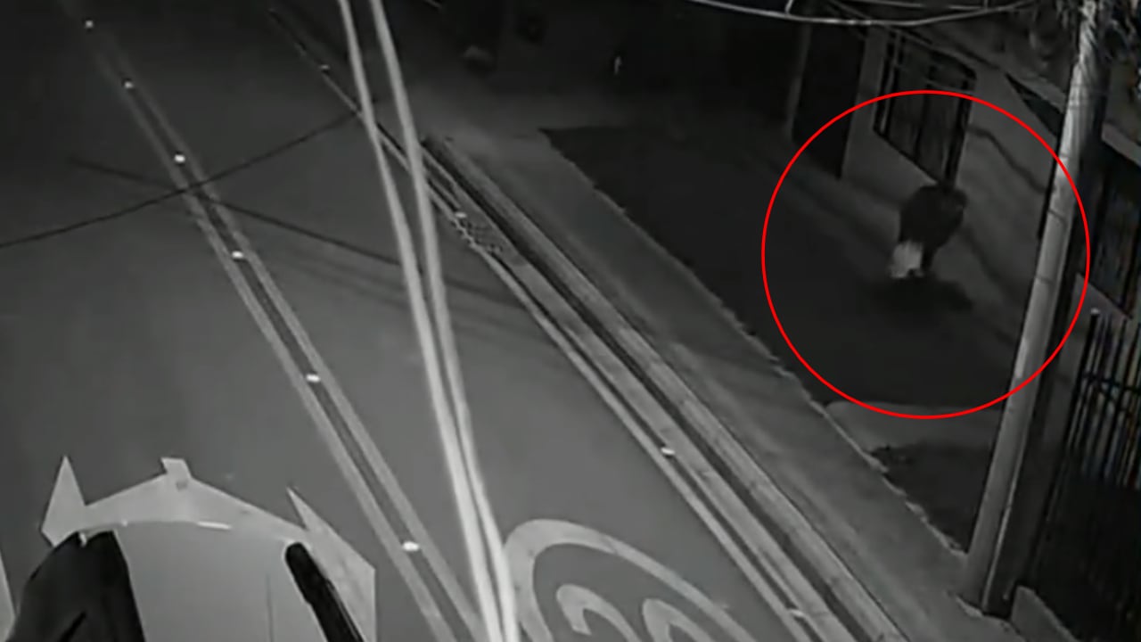 Identifican al hombre que habría envenenado a 14 perros en Cajicá: “No vamos a permitir que este hecho quede impune”