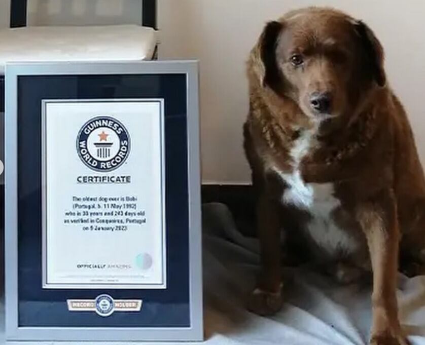 Bobi, el perro más viejo del mundo cumple 31 años de edad.