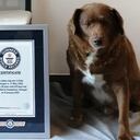 Bobi, el perro más viejo del mundo cumple 31 años de edad.