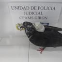 Privados de la libertad están usando palomas para ingresar elementos prohibidos a las cárceles.