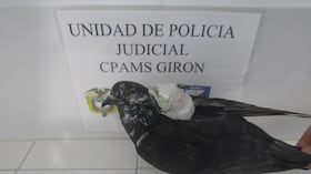 Privados de la libertad están usando palomas para ingresar elementos prohibidos a las cárceles.