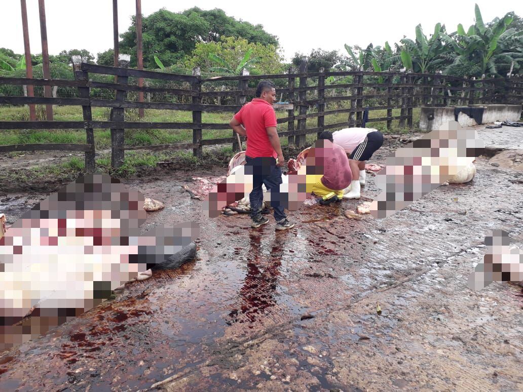 Abigeato en Galapa, Atlántico.