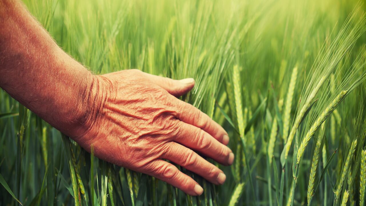 Hierba de trigo y sus beneficios para la salud.