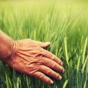 Hierba de trigo y sus beneficios para la salud.