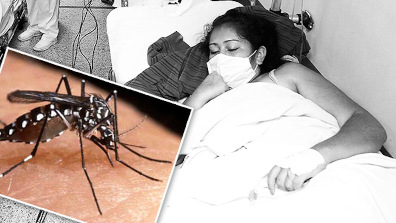 Al igual que el dengue, el virus del chikungunya se transmite por la picadura de los mosquitos Aedes aegypti y Aedes albopictus.