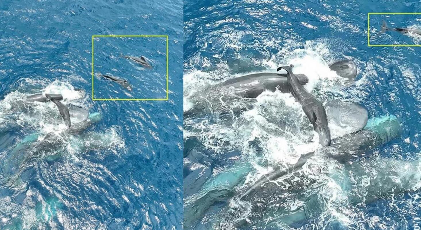 Nacer por la cola reduce riesgos, pero obliga a las crías a subir rápido a respirar.