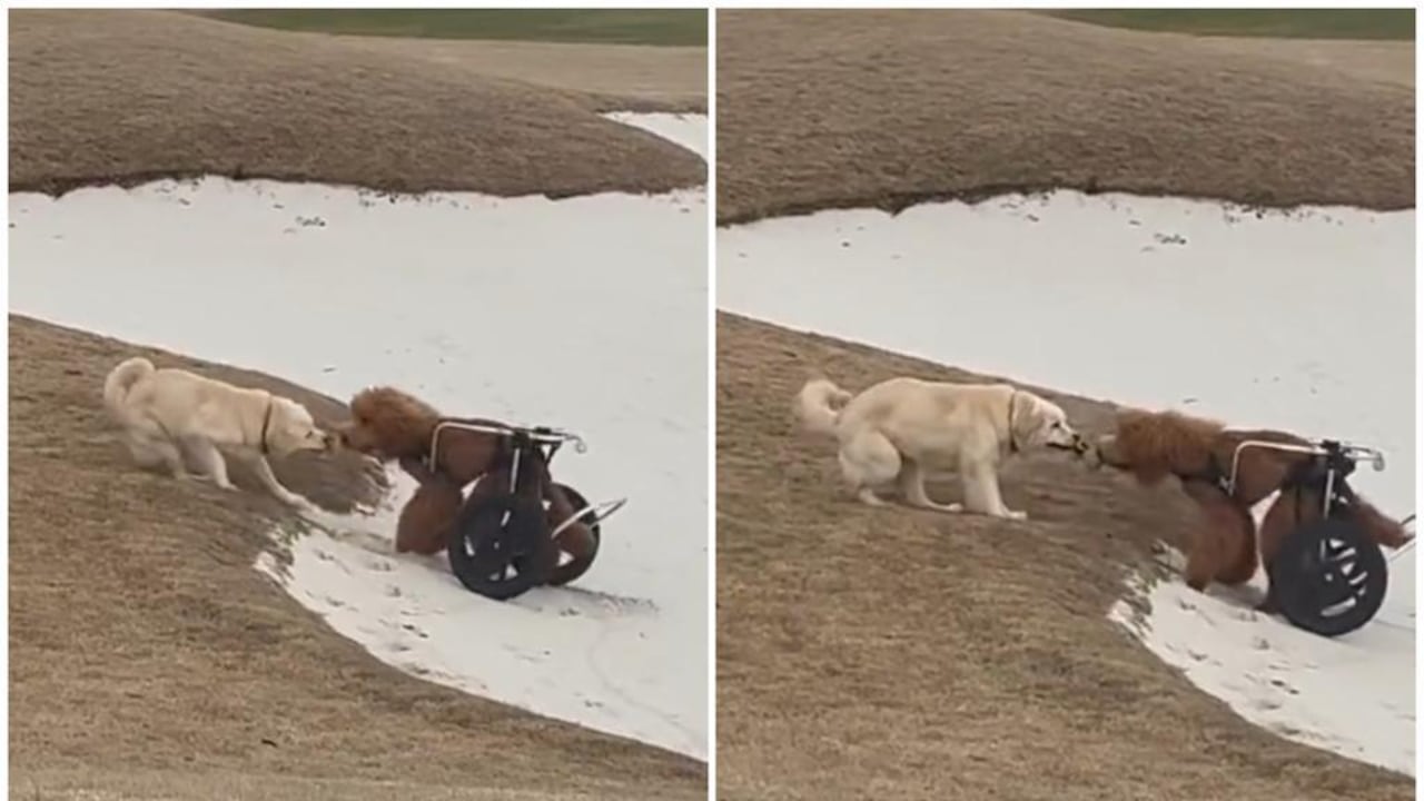 El perro ayudó a su compañero y dejó un mensaje para los internautas.