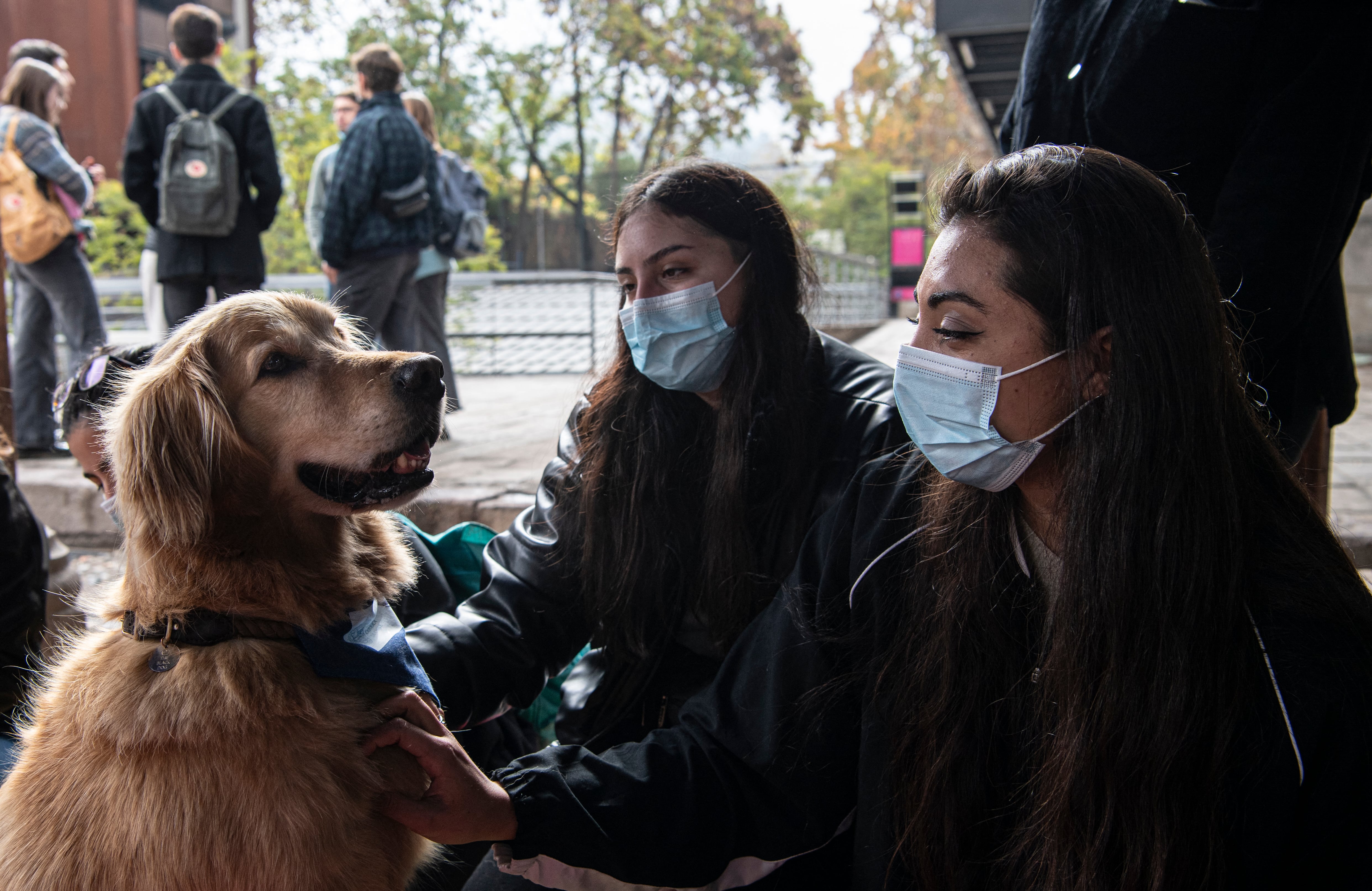 La Oficina de Salud de Estudiantes de la universidad está implementando la terapia con perros para reducir la ansiedad y la violencia de los estudiantes.