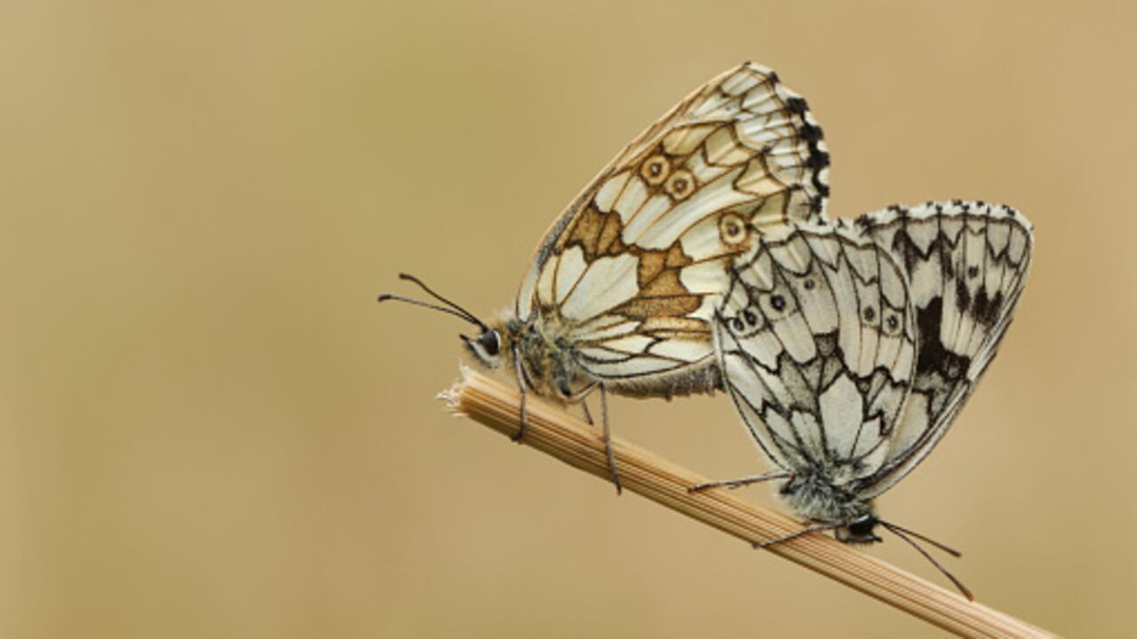 En el mundo existen 24.000 especies de mariposas.