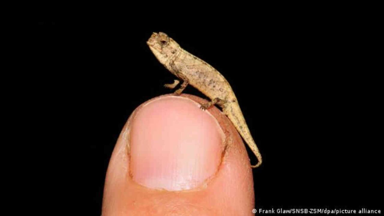 Este es el camaleón Brookesia nana, también conocido como nanocamaleón. Foto: Frank Glaw vía DW - Colombia hoy.