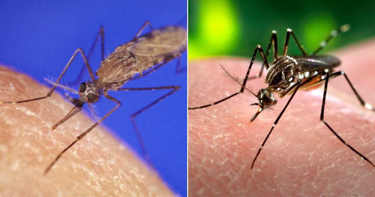 El mosquito Anopheles y el Aedes_aegypti (Fotos: The Public Health Image Library/James D. Gathany)