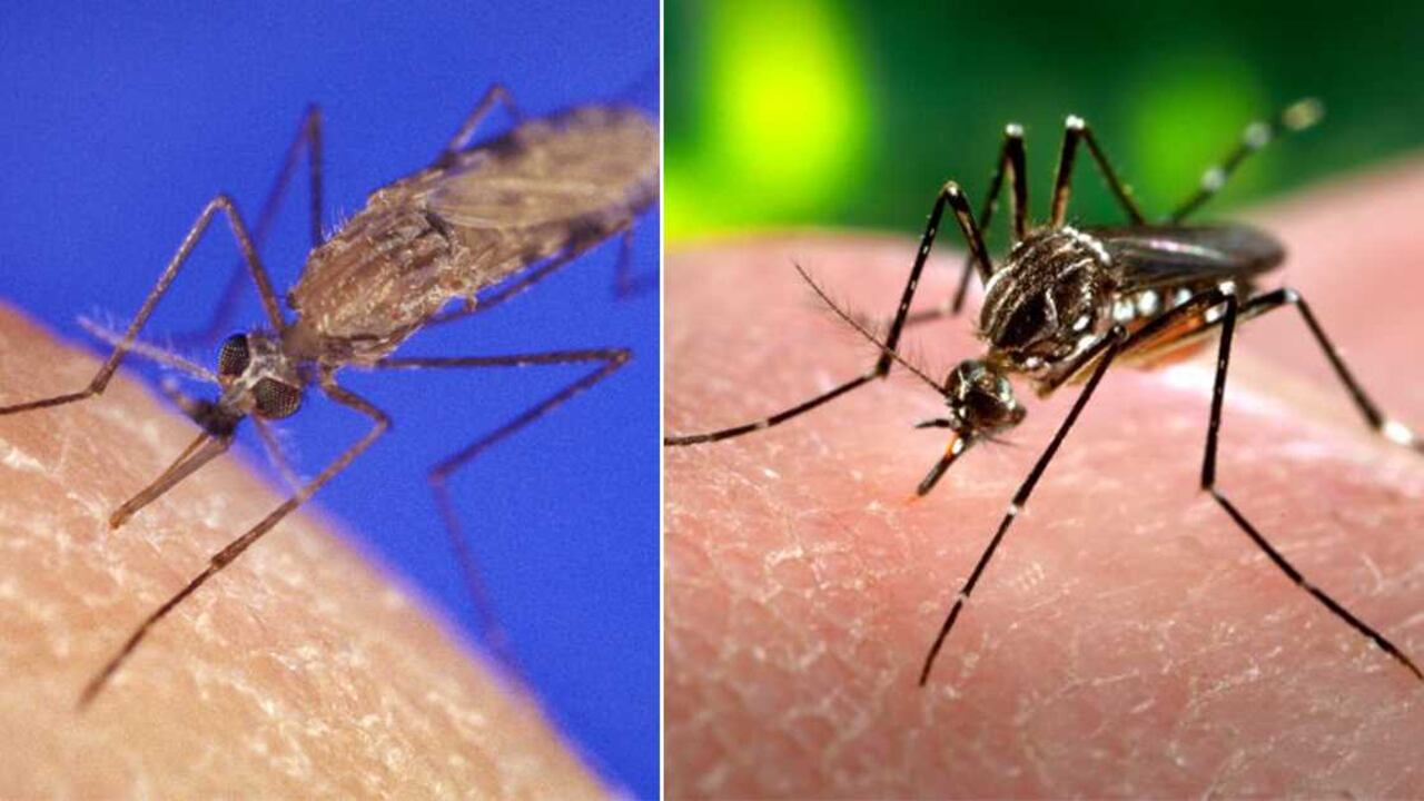 El mosquito Anopheles y el Aedes_aegypti (Fotos: The Public Health Image Library/James D. Gathany)