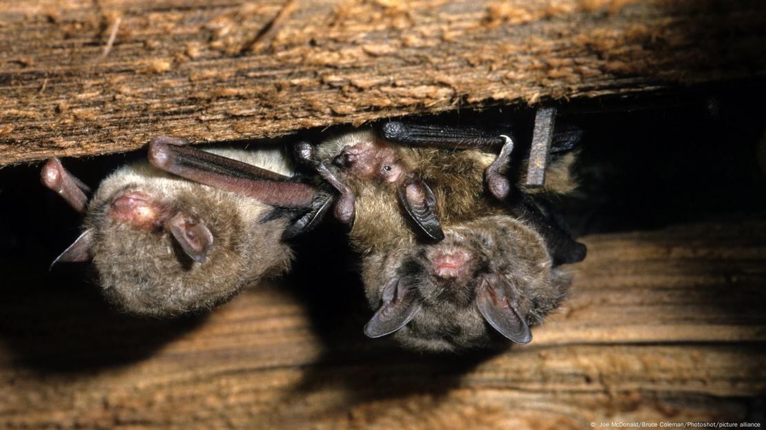 s hallazgos revelan un aumento del 8% en la mortalidad infantil debido a la contaminación por pesticidas.Imagen: Joe McDonald/Bruce Coleman/Photoshot/picture alliance