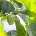 El noni es muy bueno para el cuerpo por sus propiedades