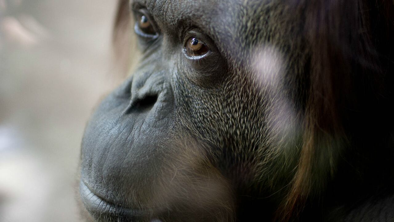 Orangután de Sumatra Sandra