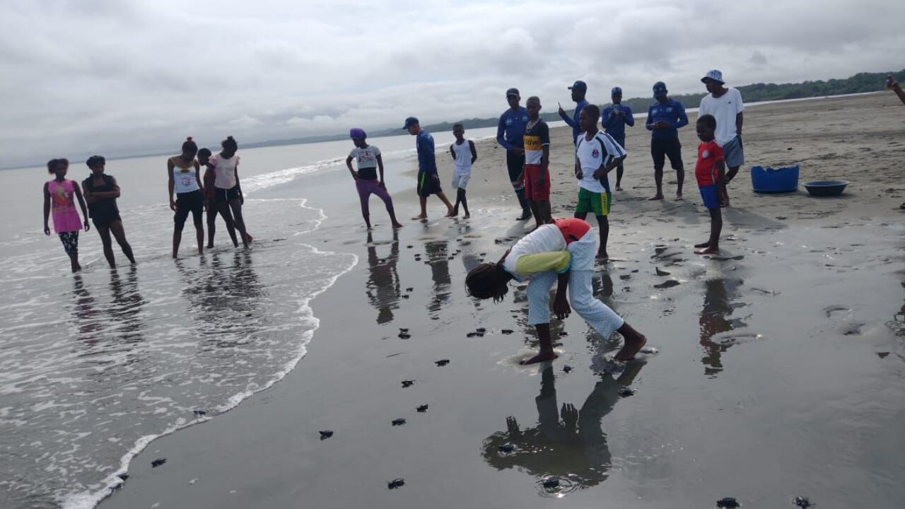 Liberan a 500 tortugas marinas en el Pacífico colombiano que se enfrentaban a la casa indiscriminada