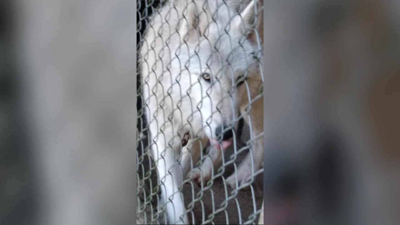 Animalistas denuncian que hay un lobo encadenado en una finca en Medellín.