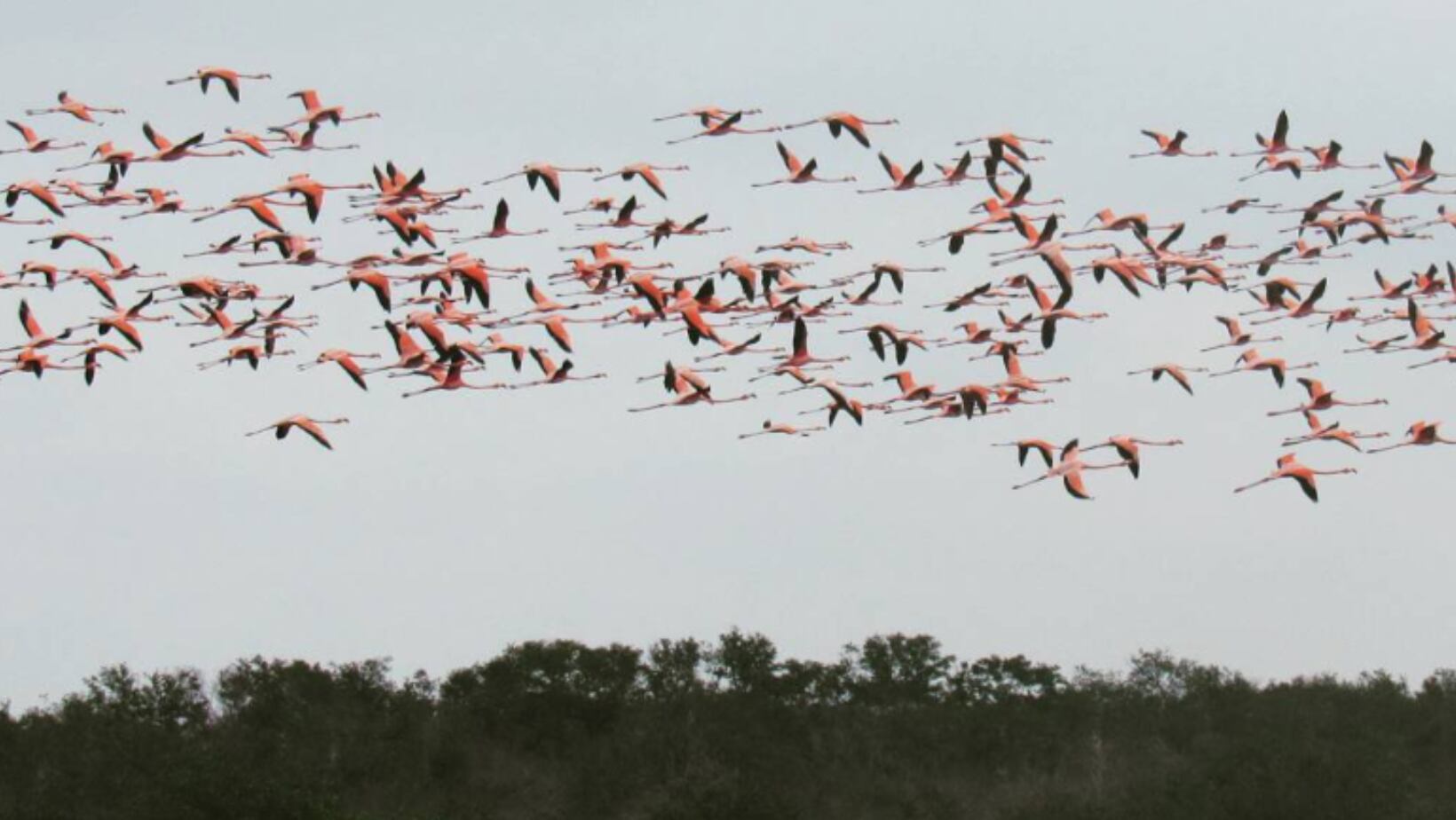 Disfrute del avistamiento de aves en Playa Camarón