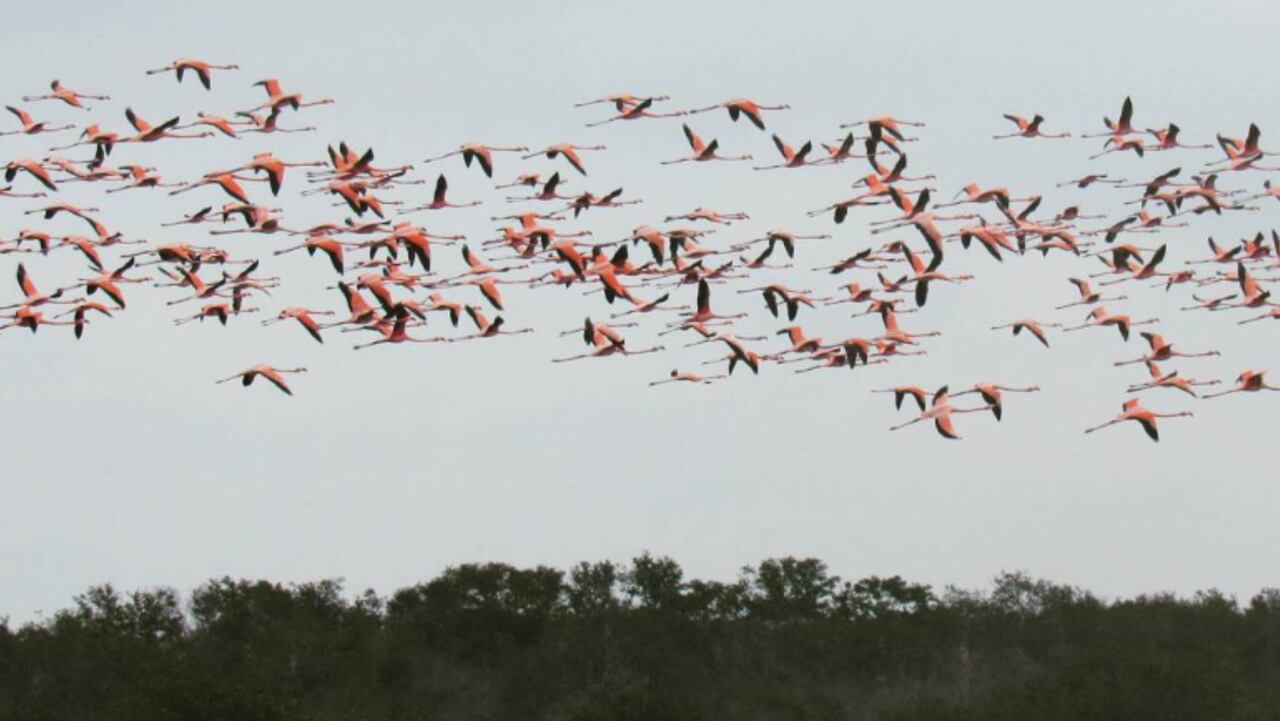 Disfrute del avistamiento de aves en Playa Camarón