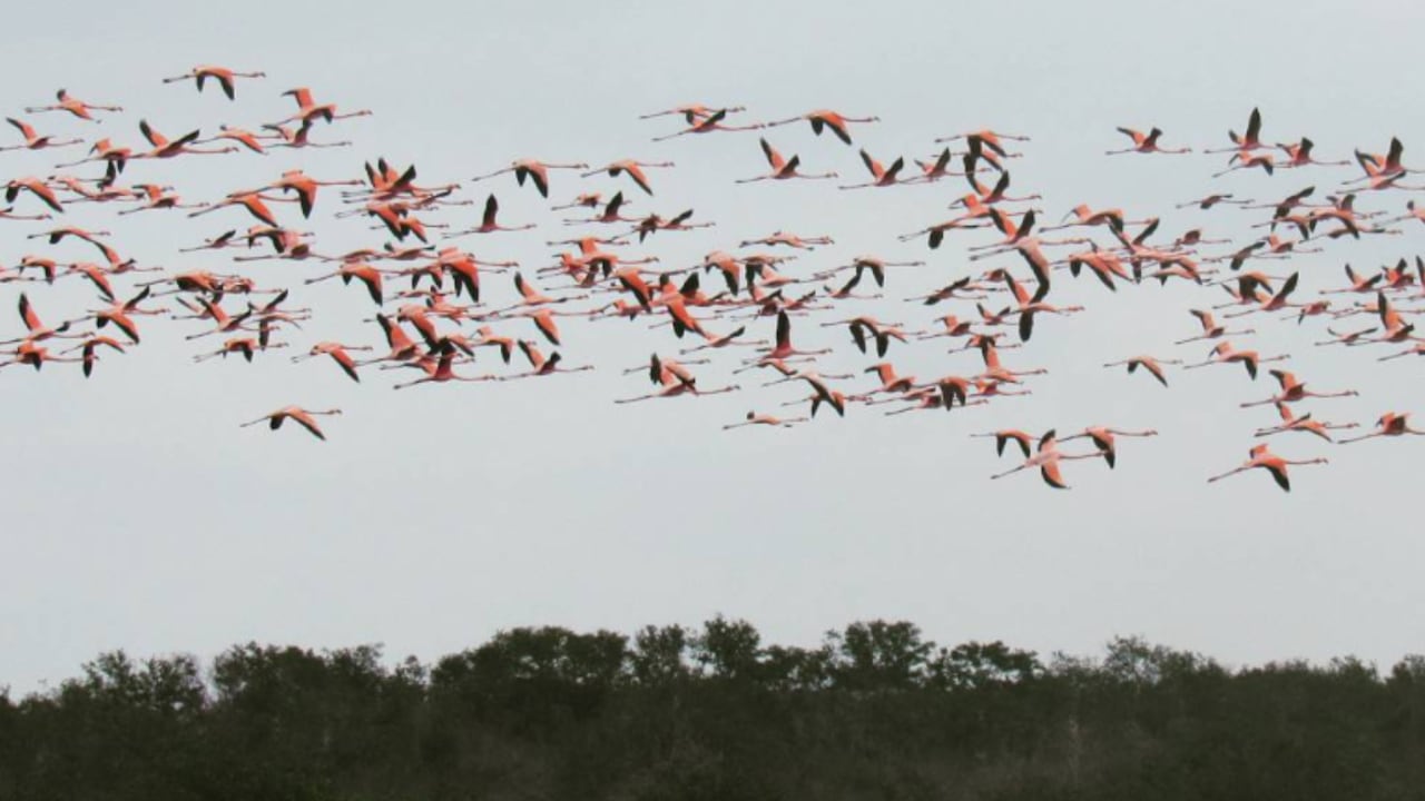 Disfrute del avistamiento de aves en Playa Camarón