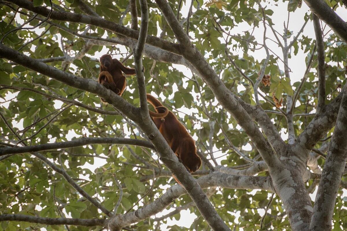 Seis ciudades participarán en el City Nature Challenge