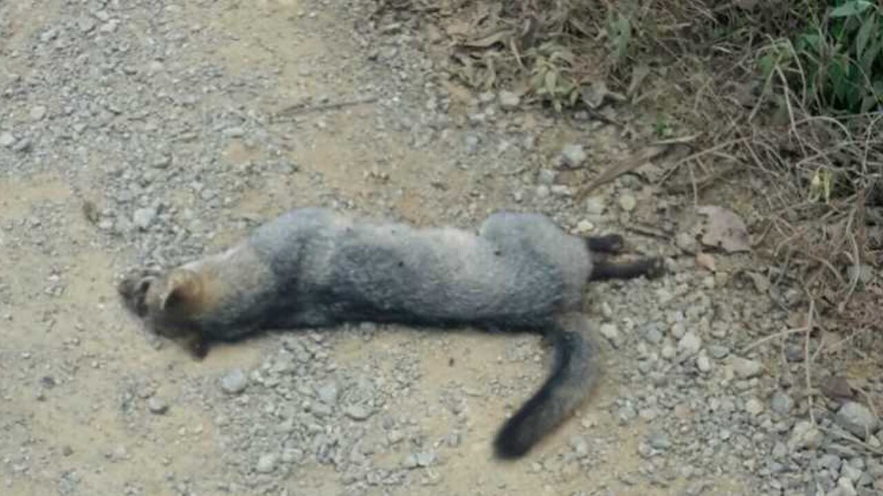 Las denuncias ya fueron presentadas a la Sijín y a Corantioquia