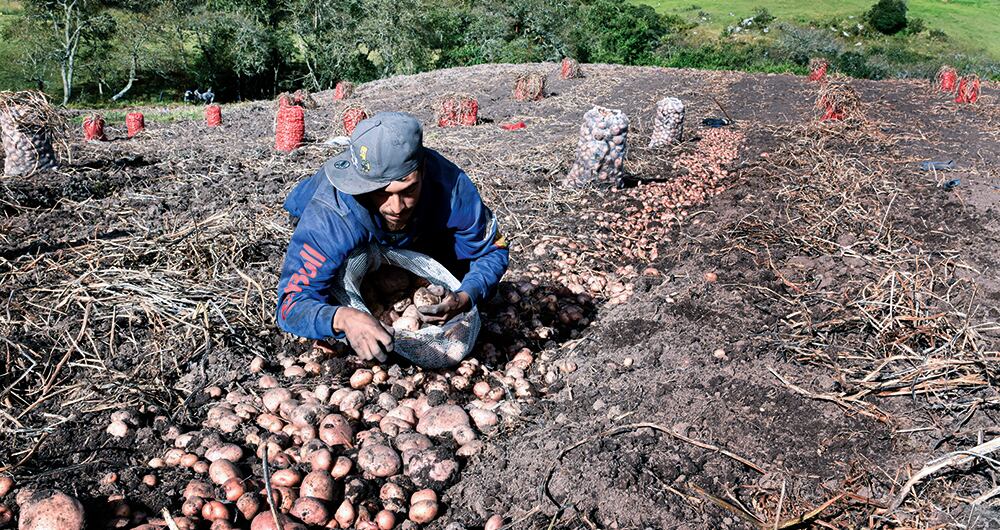 La agricultura también se verá afectada por el fenómeno de El Niño.