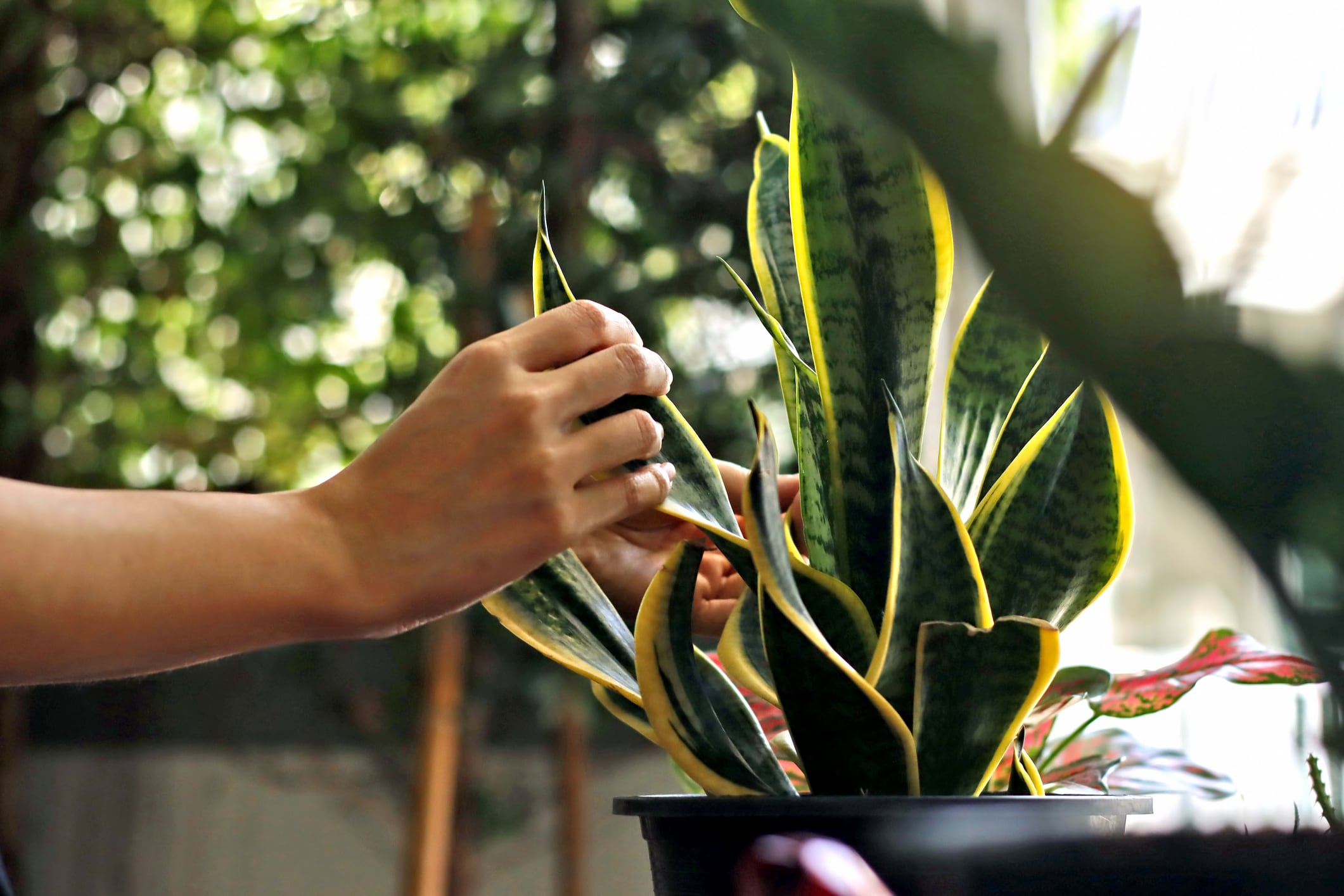 Manos cuidando una planta en el interior de un vivero