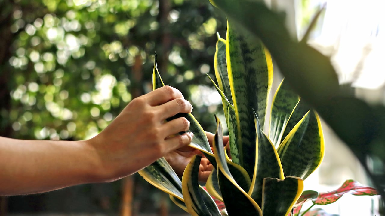 Manos cuidando una planta en el interior de un vivero