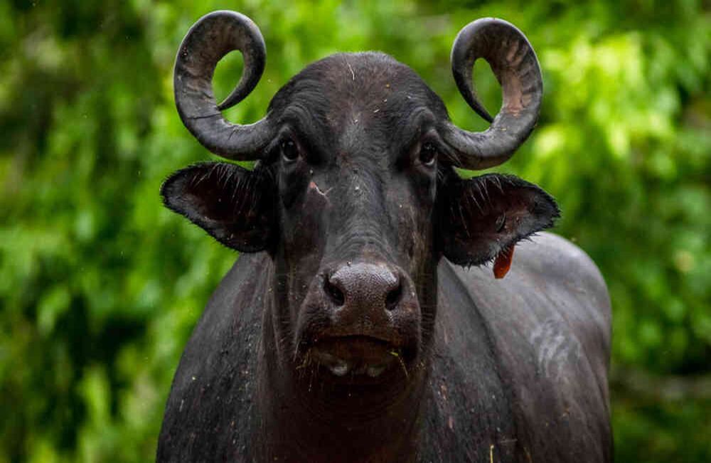 Santander es uno de los principles exportadores de carne de búfalo en Colombia. 