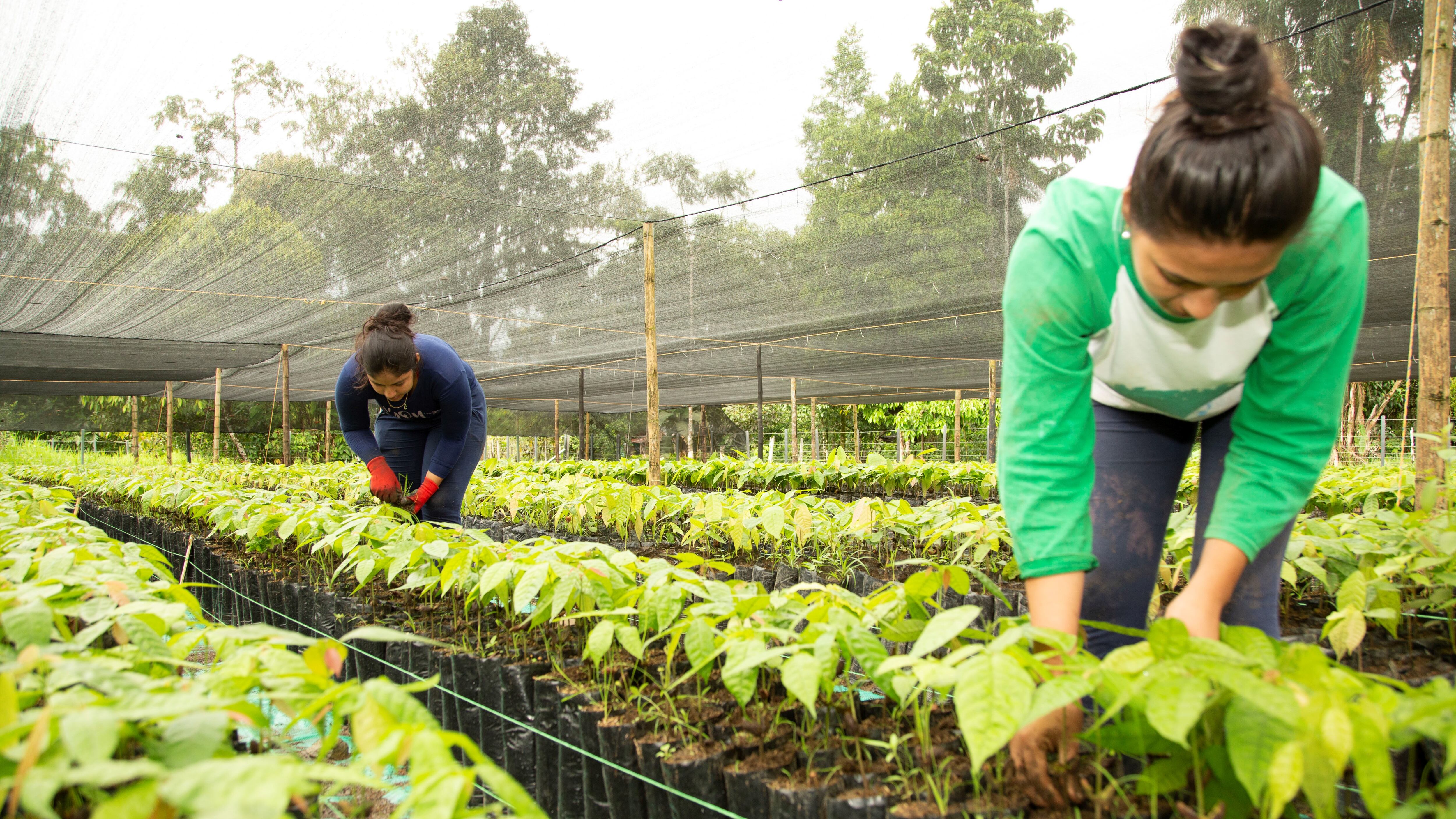 Naturamazonas, una alianza que transforma la vida de las comunidades del Putumayo, Cauca y Caquetá