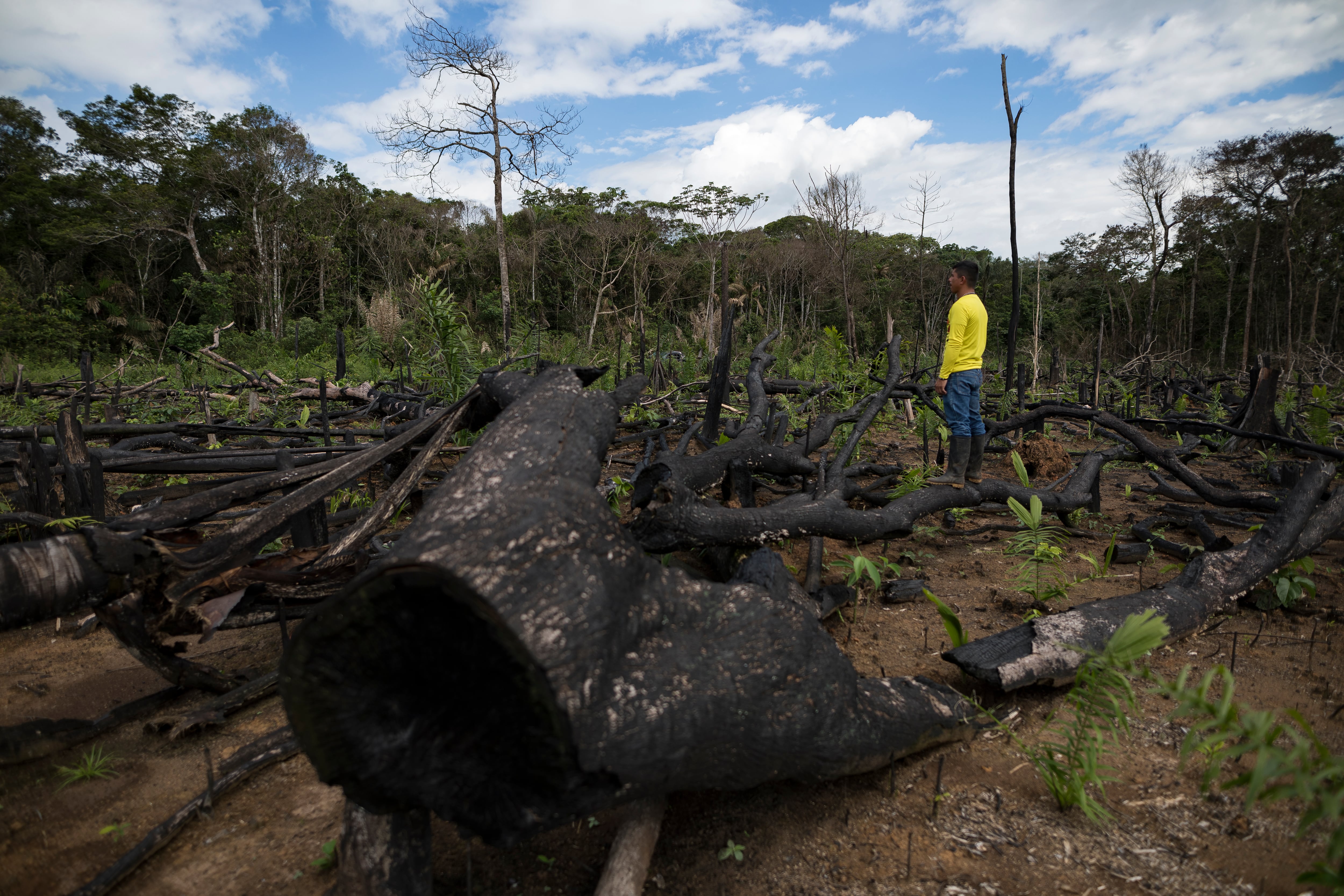 En 2024 aumentó la deforestación en la Amazonía, pasando de 44.274 a 68.000 hectáreas, según WWF Colombia.