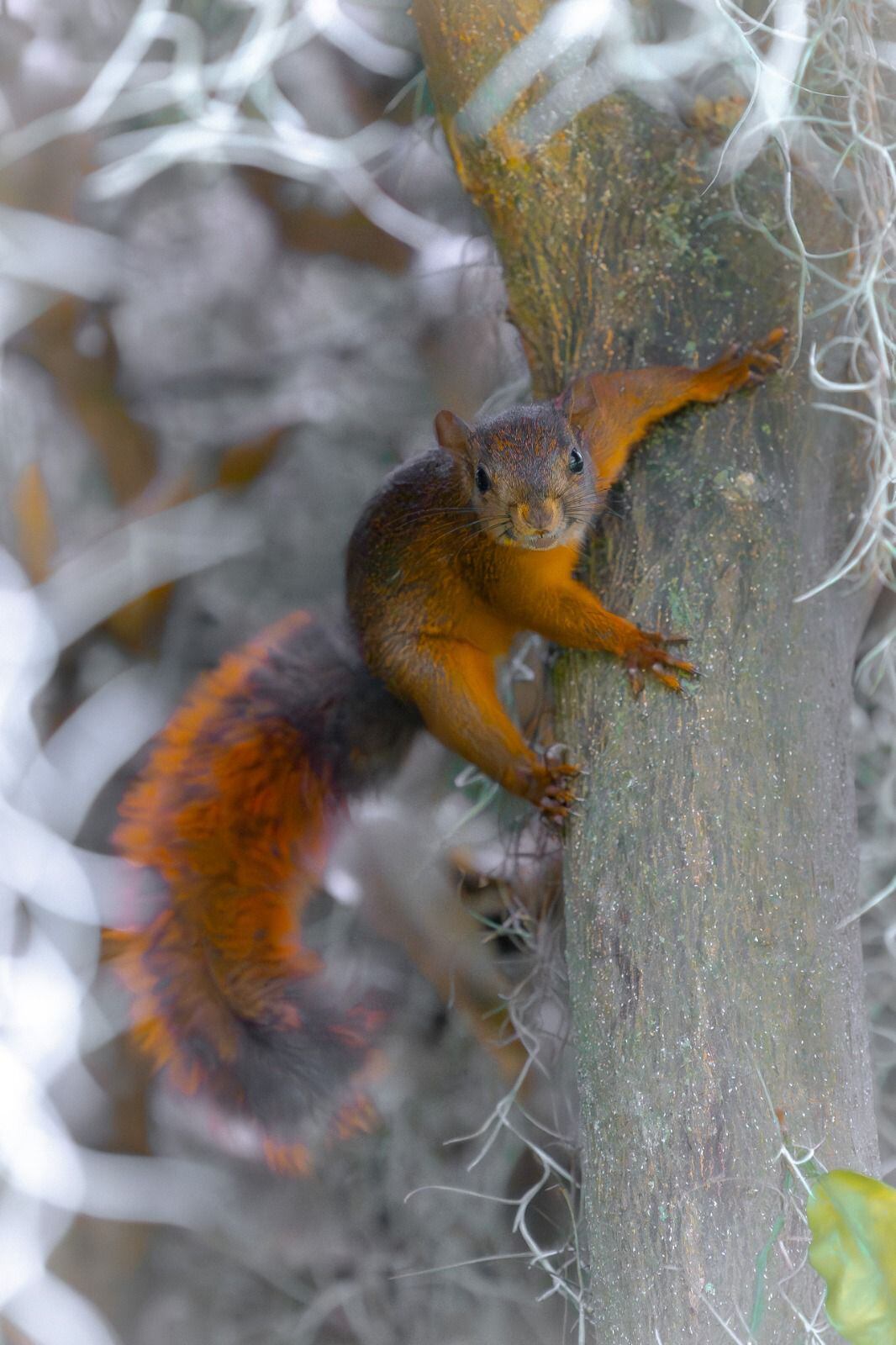 CORANTIOQUIA - Cumbre de Sostenibilidad - SEMANA Sostenible